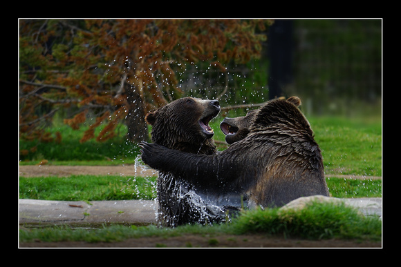 Grizzly waterfight